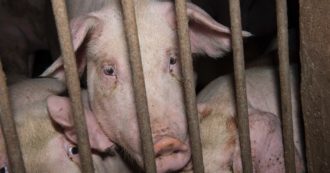 Copertina di Carcasse e rifiuti abbandonati, a Reggio Emilia allevatore condannato dopo la nostra denuncia