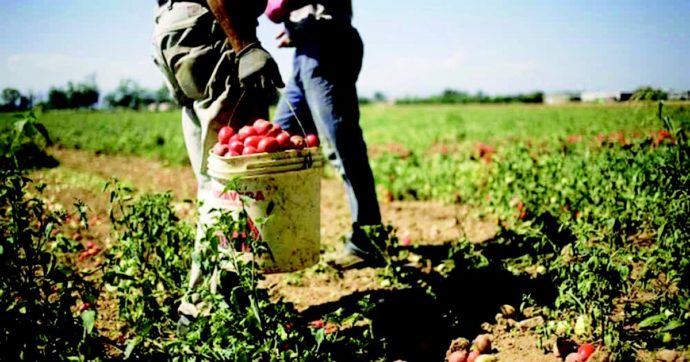 Copertina di Doping ai braccianti: “Lavorano di più” Arrestato un medico nell’Agro Pontino