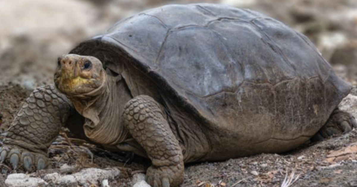 Galapagos, trovata tartaruga gigante che si credeva estinta: evitare il destino di “George il solitario” è possibile