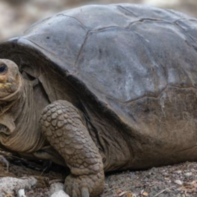 Galapagos, trovata tartaruga gigante che si credeva estinta: evitare il destino di “George il solitario” è possibile