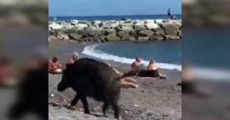 Liguria, sulla spiaggia di Vernazzola c’è un “ospite” speciale: i bagnanti faccia a faccia con un cinghiale – Video