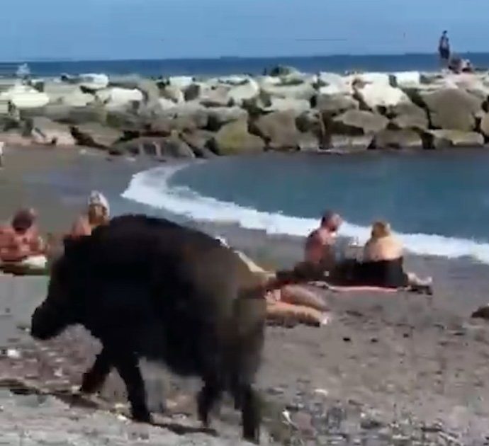 Liguria, sulla spiaggia di Vernazzola c’è un “ospite” speciale: i bagnanti faccia a faccia con un cinghiale – Video