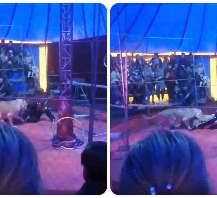 Leonessa attacca domatore di circo durante uno spettacolo: “Una donna incinta ha avuto una crisi epilettica dallo spavento”