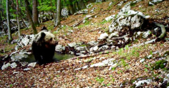 Copertina di Trentino, l’orso fa il bagno in una pozza d’acqua nel Parco dell’Adamello: l’avvistamento grazie alla fototrappola – Video