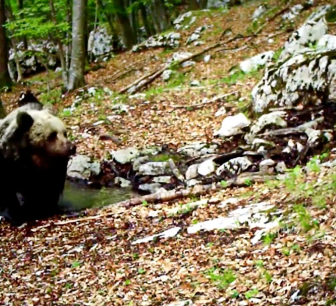 Trentino, l’orso fa il bagno in una pozza d’acqua nel Parco dell’Adamello: l’avvistamento grazie alla fototrappola – Video