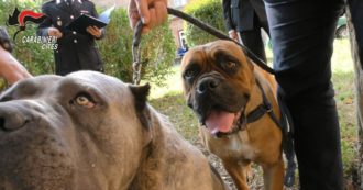 Copertina di Cani maltrattati, amputazioni illegali di coda e orecchie e traffico di cuccioli: 29 allevatori e 11 veterinari denunciati – Video