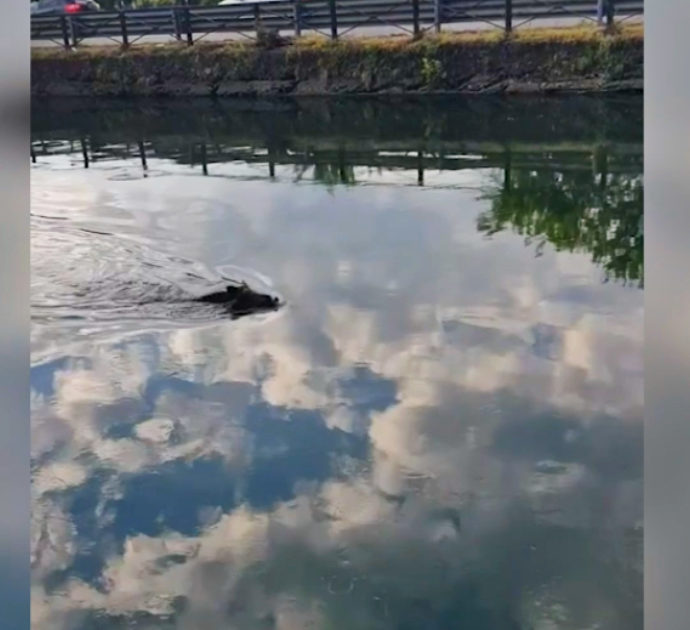Milano, cinghiale nuota nel Naviglio per più di un’ora: intervengono i sommozzatori – Video