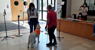Cani anti-Covid in grado di riconoscere i positivi: il progetto del Politecnico delle Marche. “Un test che darebbe grandi vantaggi nello screening”