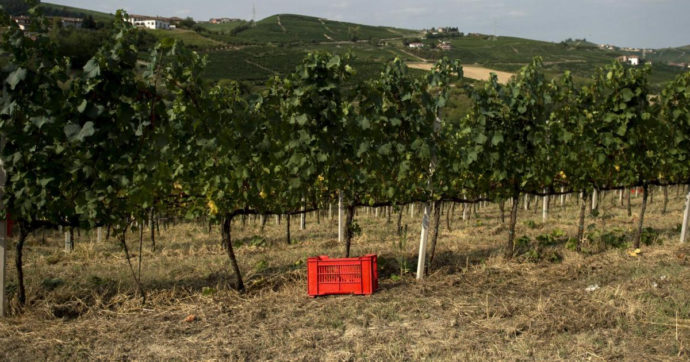 Ancora vittime sul lavoro: morti due operai precipitati nella cisterna dell’azienda vinicola Fratelli Martini nel Cuneese