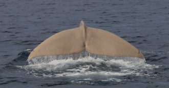 Copertina di Nel mare di Sanremo c’è Moby Dick: avvistata Sabina, una femmina di capodoglio. Ecco perché girano volentieri nel mar Ligure