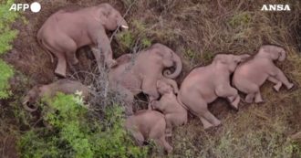Copertina di Elefanti selvatici stremati riposano durante una lunghissima migrazione: hanno percorso più di 500 chilometri – Video