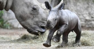Copertina di Sudafrica, rinoceronti dai corni “radioattivi” per proteggerli dal bracconaggio: gli isotopi per scoraggiare i cacciatori di frodo