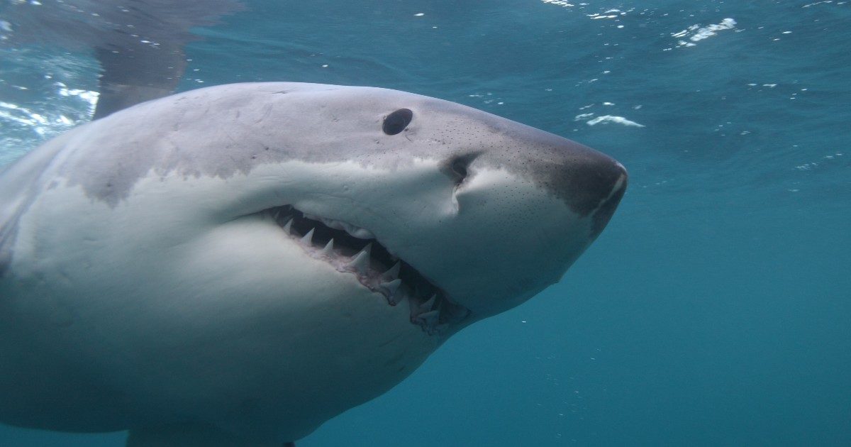 Ragazzino di 15 anni viene attaccato e sbranato da uno squalo bianco mentre fa surf: l’attacco sotto gli occhi del padre che era con lui