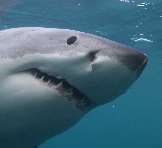 Si tuffa per nuotare con i delfini ma viene sbranata da uno squalo toro: sedicenne muore nel fiume