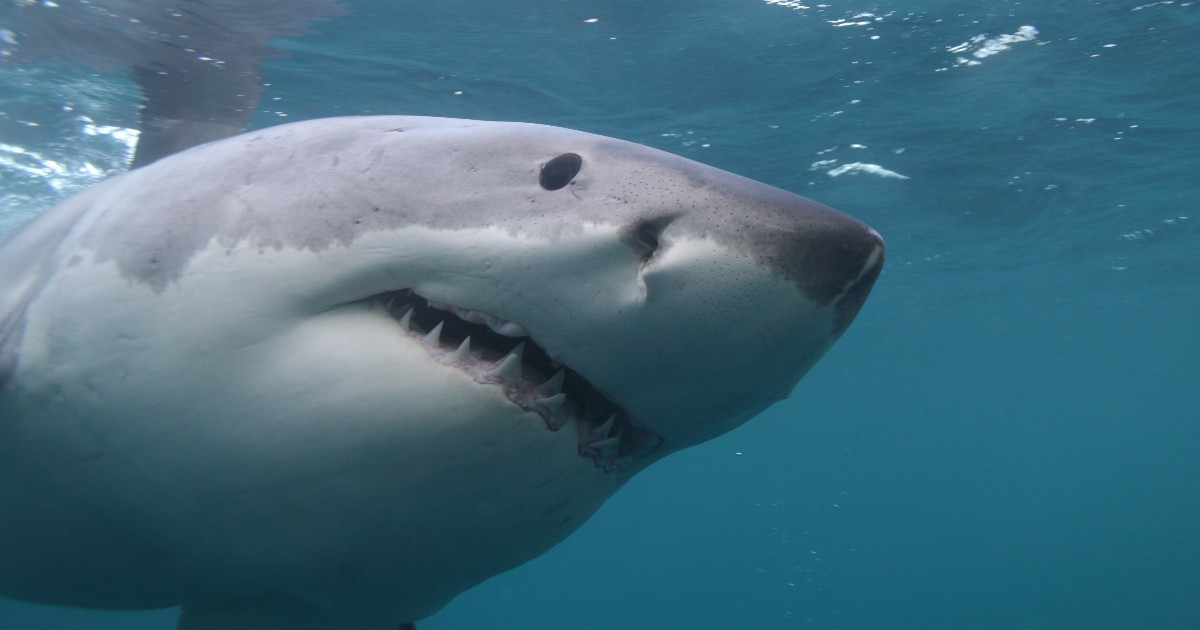 Due turiste uccise da uno squalo nel Mar Rosso, ecco perché le ha attaccate: “L’animale scambia i bagnanti per foche”