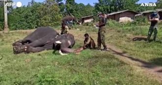 Copertina di Anche gli elefanti testati per il Covid: al Mudumalai Tiger Reserve in India raccolti campioni nasali e anali – Video