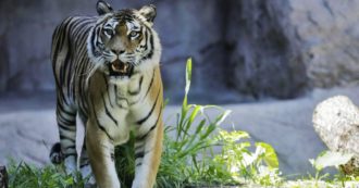Copertina di India, focolai Covid negli zoo: chiuse le riserve di tigri. “Alta possibilità di trasmissione virus agli animali in cattività”