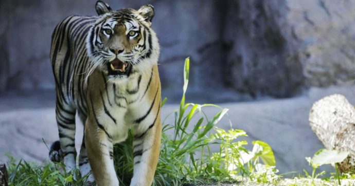 India, focolai Covid negli zoo: chiuse le riserve di tigri. “Alta possibilità di trasmissione virus agli animali in cattività”