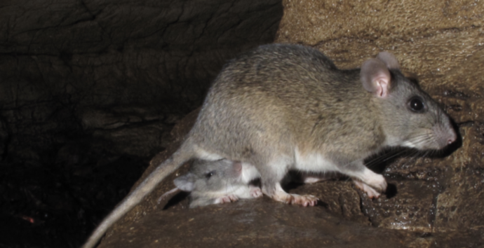 Roma, studenti comprano due topi e lanciano l’allarme sporcizia per occupare la scuola. La preside: “Azione sciocca, fatta per creare scompiglio”