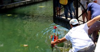 Copertina di Giornata mondiale degli oceani, a Milano gli attivisti puliscono i Navigli e trasformano i rifiuti in un’opera d’arte