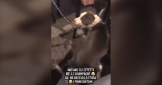 Copertina di “Hanno ubriacato il loro cane e condiviso il video sui social”: l’associazione difesa animali denuncia una coppia dell’anconetano – Le immagini