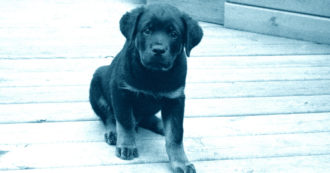 Copertina di Uccide a calci un cucciolo di Labrador di 2 mesi: testimoni assistono alla scena e lo linciano