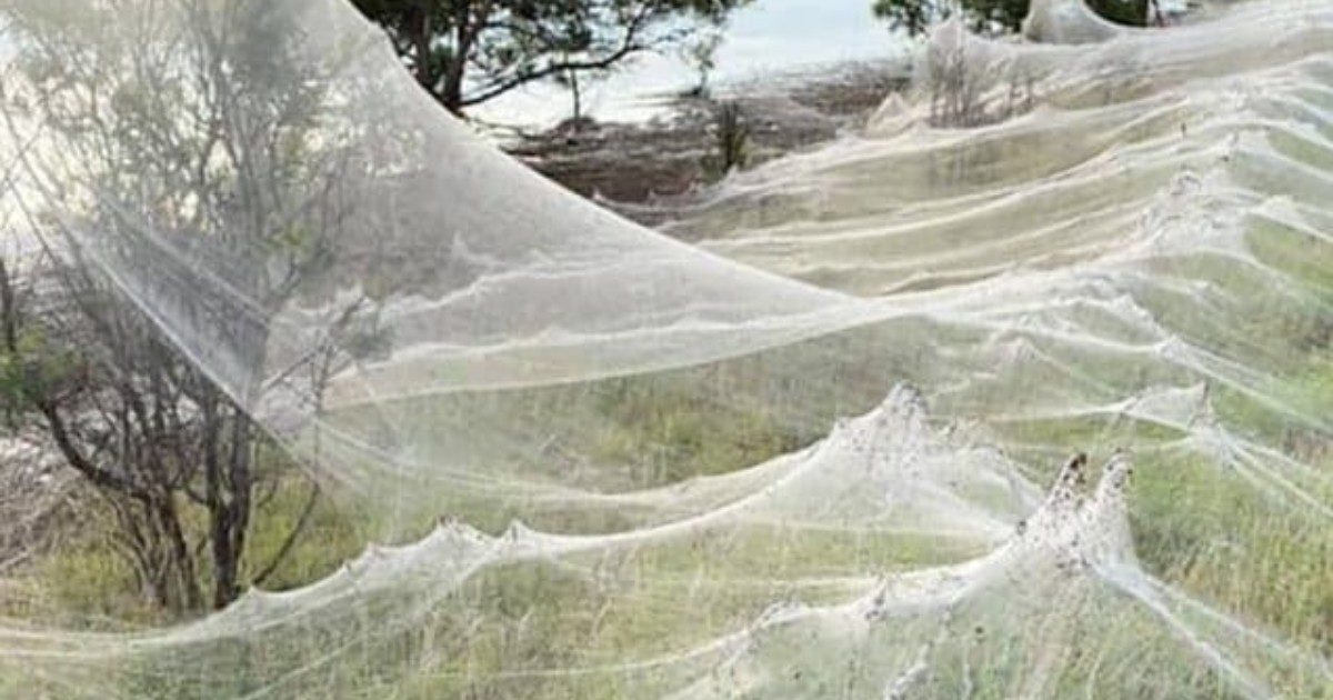 “L’apocalisse dei ragni”: sono in milioni e le loro enormi ragnatele ricoprono ogni cosa in Australia. Le immagini impressionanti