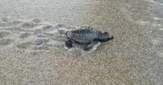 Copertina di Strage di tartarughe marine in Messico, almeno 300 trovate morte sulla spiaggia: “Annegate dopo essersi impigliate in reti da pesca illegali”