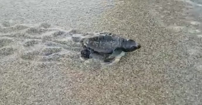 Strage di tartarughe marine in Messico, almeno 300 trovate morte sulla spiaggia: “Annegate dopo essersi impigliate in reti da pesca illegali”