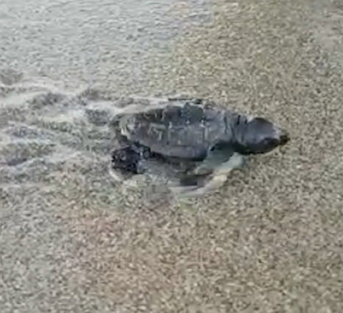 Strage di tartarughe marine in Messico, almeno 300 trovate morte sulla spiaggia: “Annegate dopo essersi impigliate in reti da pesca illegali”