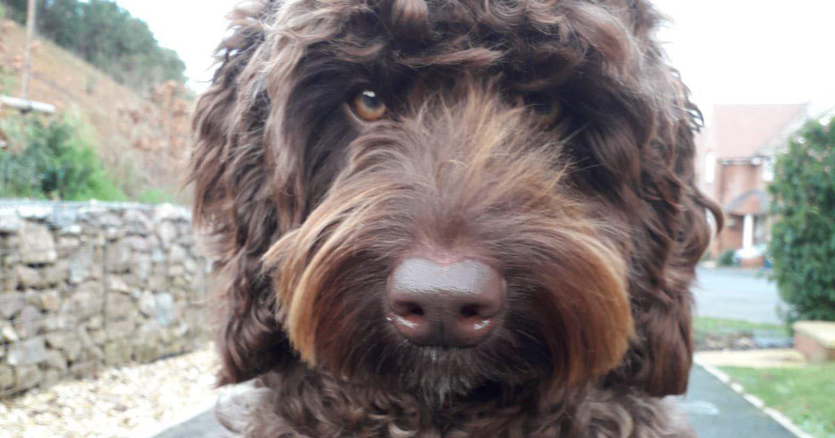 Digby, il cane eroe che ha salvato la vita a una donna che si stava gettando da un ponte