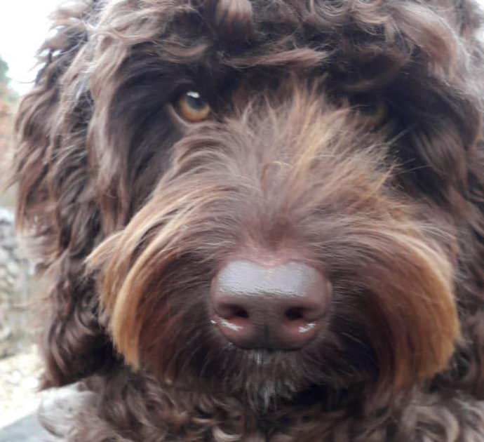 Digby, il cane eroe che ha salvato la vita a una donna che si stava gettando da un ponte