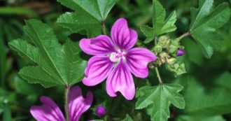 Copertina di Camminare alla ricerca di erbe: ecco come riconoscere quelle giuste e come utilizzarle