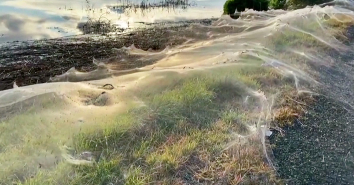 Trovata la ragnatela più grande del mondo: una eccezionale città sotterranea di seta dove convivono almeno 110 mila esemplari