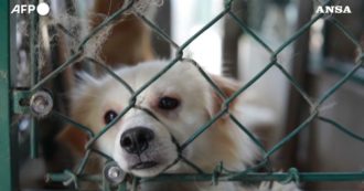 Copertina di In Cina il monaco buddista che regala una nuova vita ai cani randagi: ne ha già salvati 8000 – Video