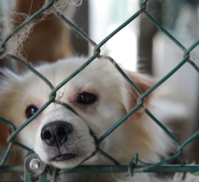 In Cina il monaco buddista che regala una nuova vita ai cani randagi: ne ha già salvati 8000 – Video