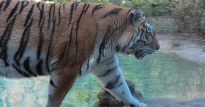 Tigre siberiana scavalca il recinto dello zoo e uccide il “suo” guardiano