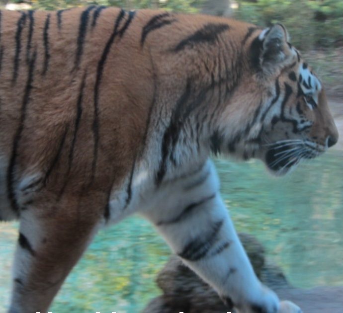 Tigre siberiana scavalca il recinto dello zoo e uccide il “suo” guardiano