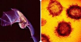 Copertina di Covid, l’origine del virus. La lettera di 16 scienziati su The Lancet: “Non sappiamo come è arrivato all’uomo. Appello per un dibattito”
