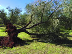 Copertina di La geografa: “Abbattono altri 4 milioni di ulivi: la Xylella si cura, la speculazione arricchisce”