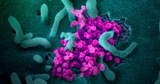Copertina di Covid, lo studio preliminare: “L’anticorpo monoclonale Sotrovimab ha generato mutazioni resistenti in quattro pazienti”