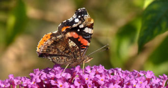 Copertina di Ecosistema, sostenibilità, tassonomia: le parole rubate all’ecologia che generano supercazzole