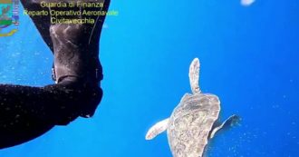 Copertina di Civitavecchia, dodici tartarughe di mare Caretta Caretta liberate al largo di Ventotene e Santo Stefano: ecco la prima nuotata – Video