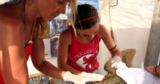 Copertina di Eolie, apre il pronto soccorso per tartarughe sull’isola di Filicudi: ecco come funziona – Video
