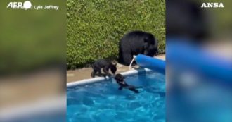 Copertina di Caldo record in Canada: così un orso e due cuccioli si rinfrescano in piscina – Video