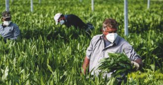 Copertina di Braccianti, migliaia in piazza per chiedere vaccino e diritti