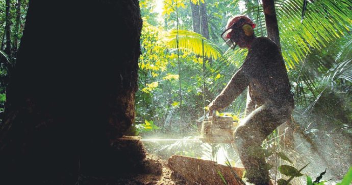 Eni, più  foreste per inquinare. Greenpeace: ecco il trucco