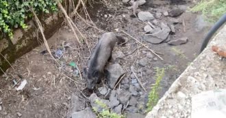 Copertina di Cinghiale bloccato in un fosso a Trevignano Romano. L’appello degli animalisti: “Lì da tre mesi, salvatelo”