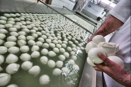 Le mani dei Casalesi sui latticini di Sorrento, l’imprenditore: “Sapevo chi erano, ho rinunciato ai crediti”