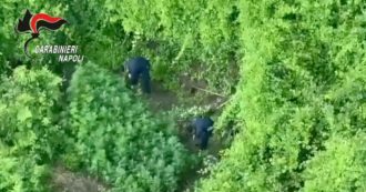 Copertina di Napoli, piantagione di cannabis in un’area demaniale: carabinieri distruggono 269 piante (video)